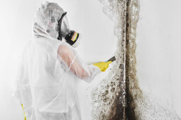 Best Crawl Space Mold Remediation  in Sisco Heights, WA